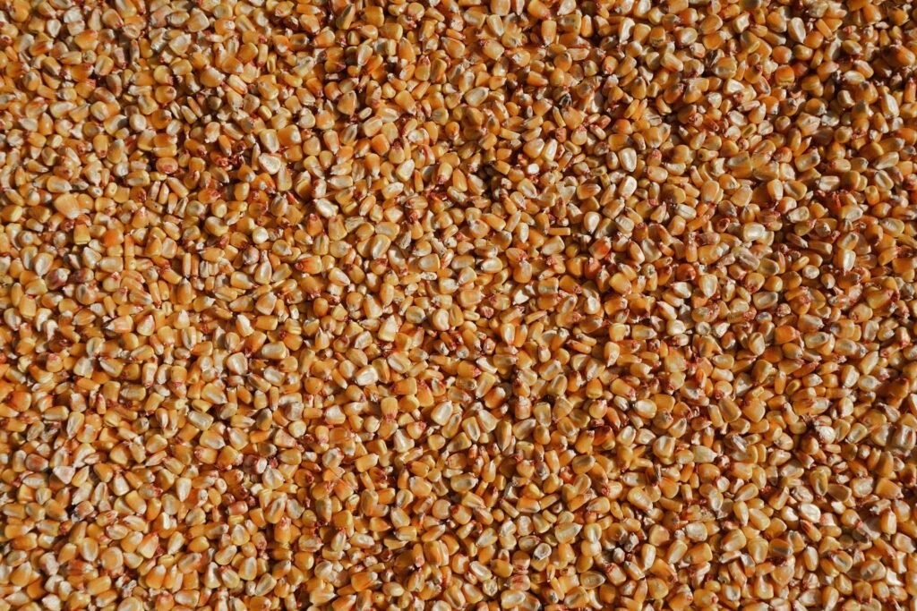 Close-up texture of corn grain used in bulk animal feed