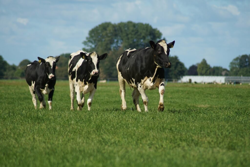 Dairy cows on a farm, source of bulk milk powder and dairy products